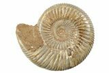 2 1/2" Polished Perisphinctes Ammonite Fossils - Madagascar - Photo 2